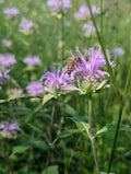 Wild bergamot | Monarda fistulosa