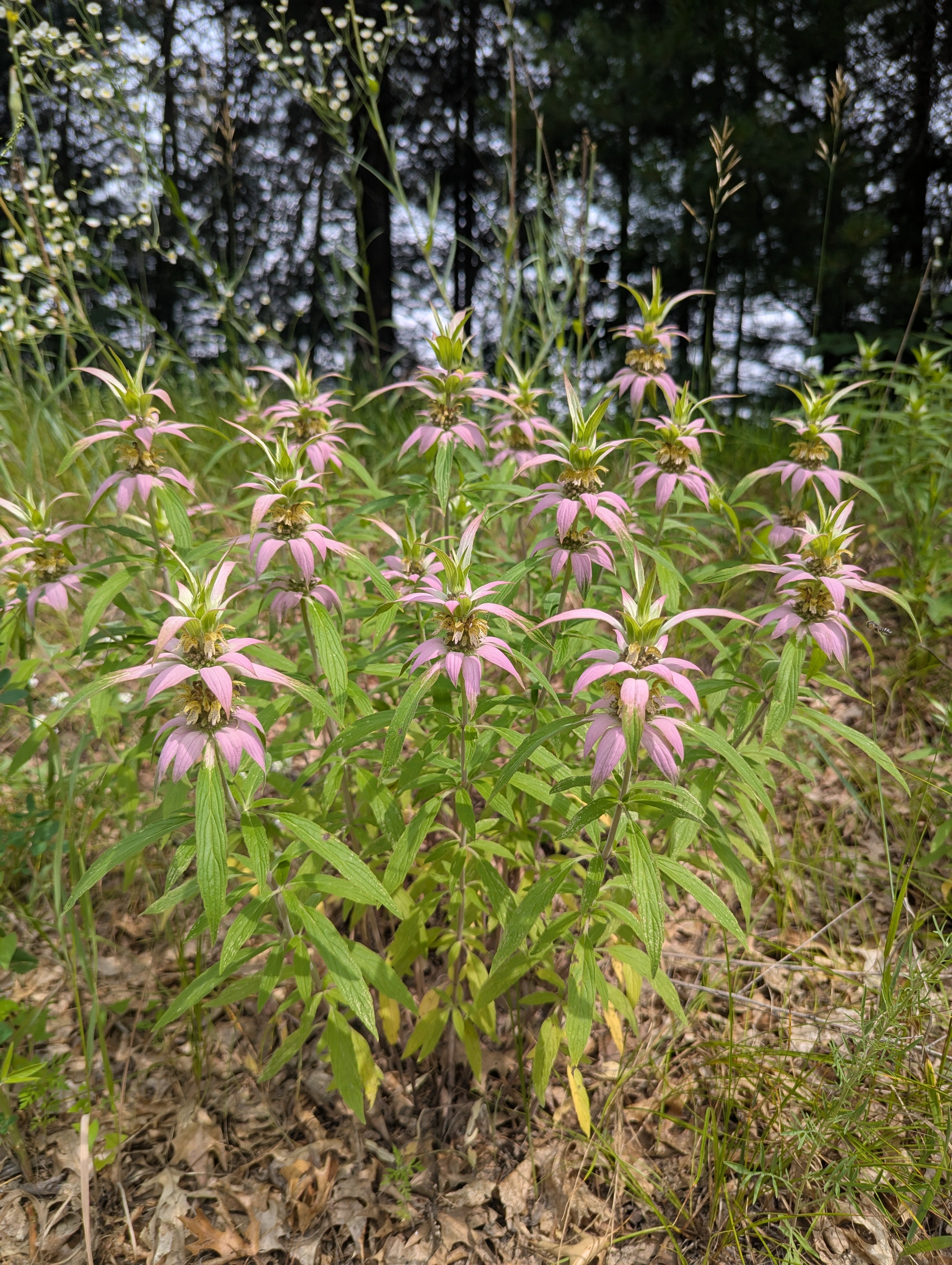 Spotted beebalm | Monarda punctata