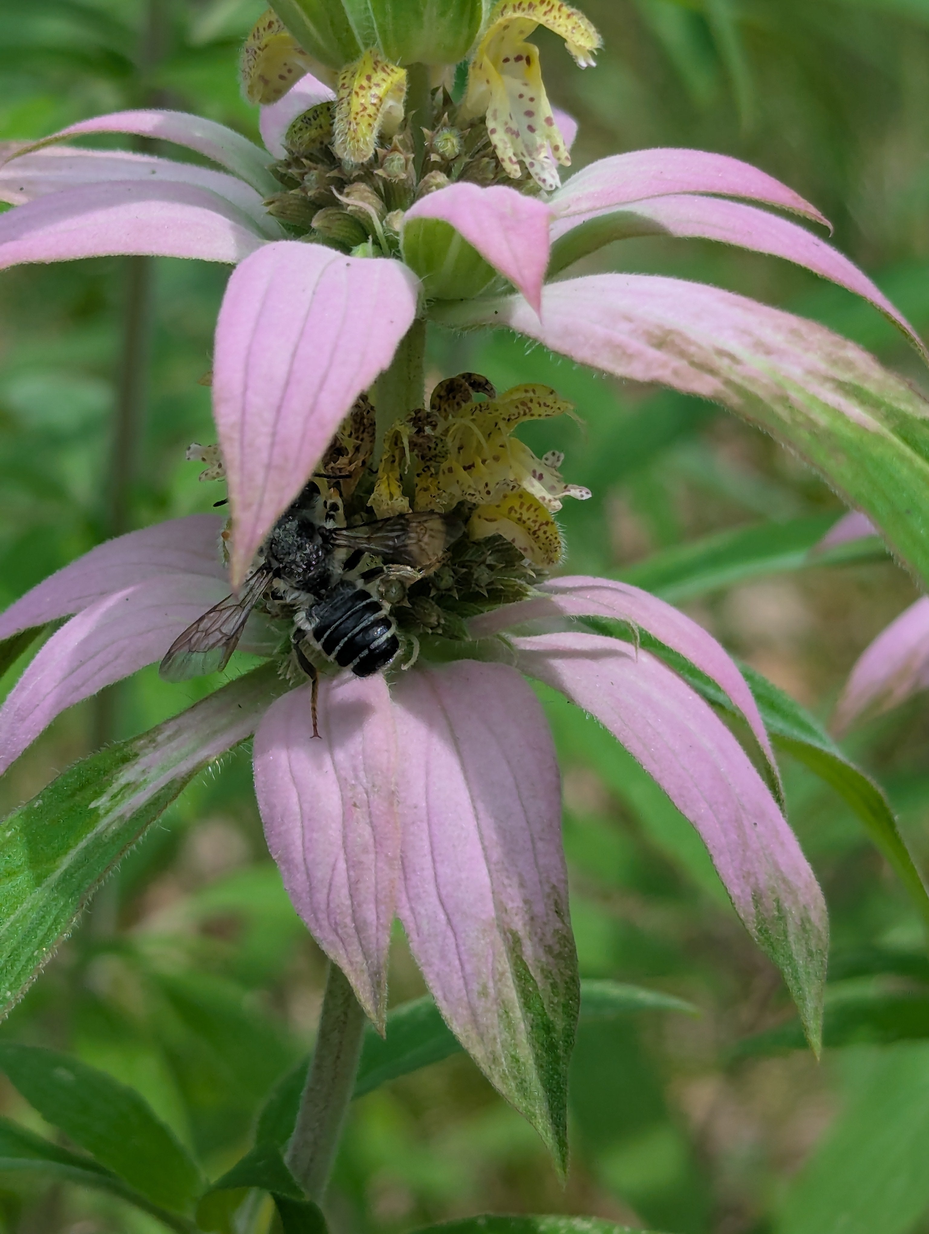 Spotted beebalm | Monarda punctata