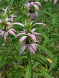 Spotted beebalm | Monarda punctata
