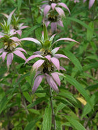 Spotted beebalm | Monarda punctata