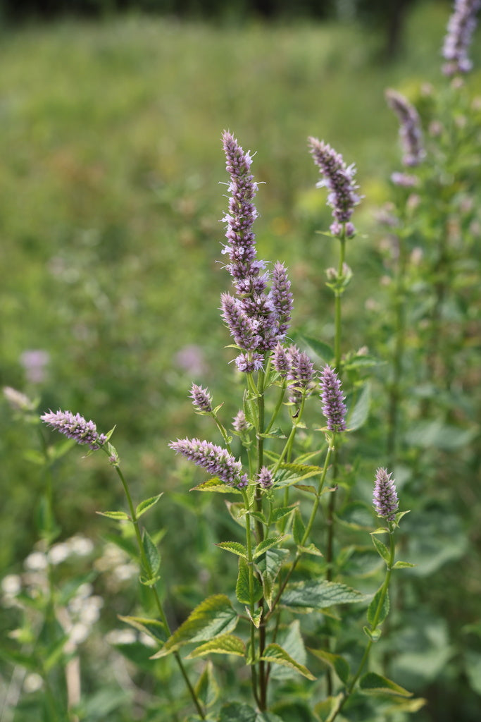 Anise hyssop | Agastache foeniculum – Lucky Bird Natives LLC