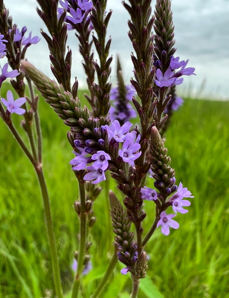 Blue vervain | Verbena hastata