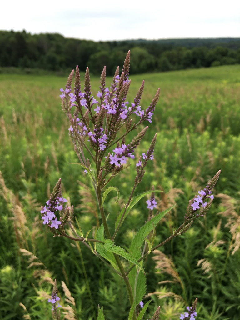 Blue vervain | Verbena hastata