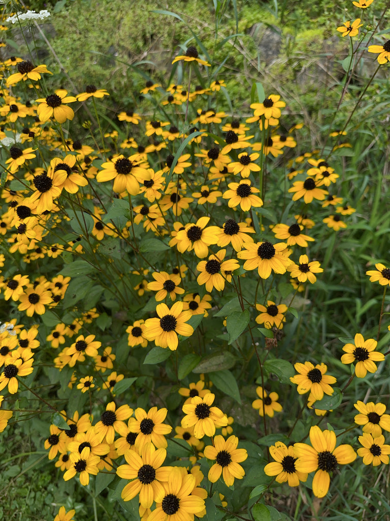 Brown-eyed Susan | Rudbeckia triloba