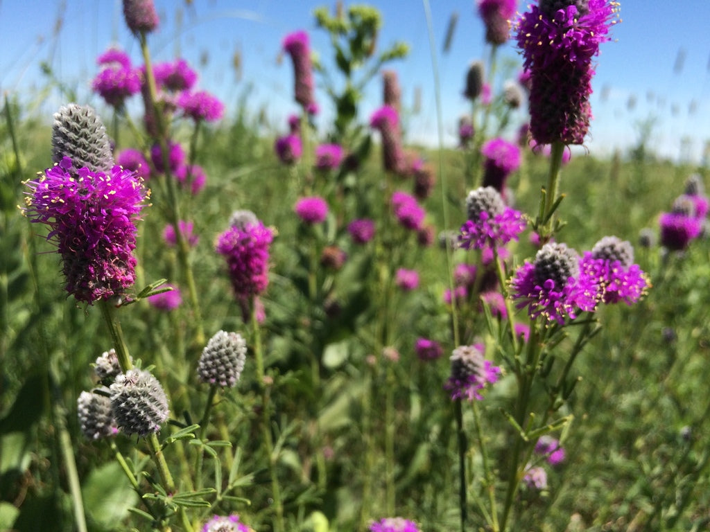 Purple prairie clover | Dalea purpurea