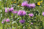 Wild bergamot | Monarda fistulosa