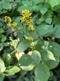 Zig zag goldenrod | Solidago flexicaulis