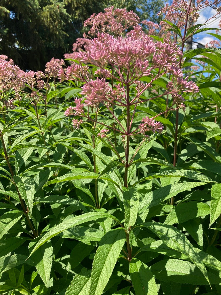 Spotted Joe-Pye weed | Eutrochium maculatum