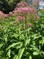 Spotted Joe-Pye weed | Eutrochium maculatum