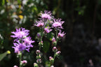 Rough blazing star | Liatris aspera