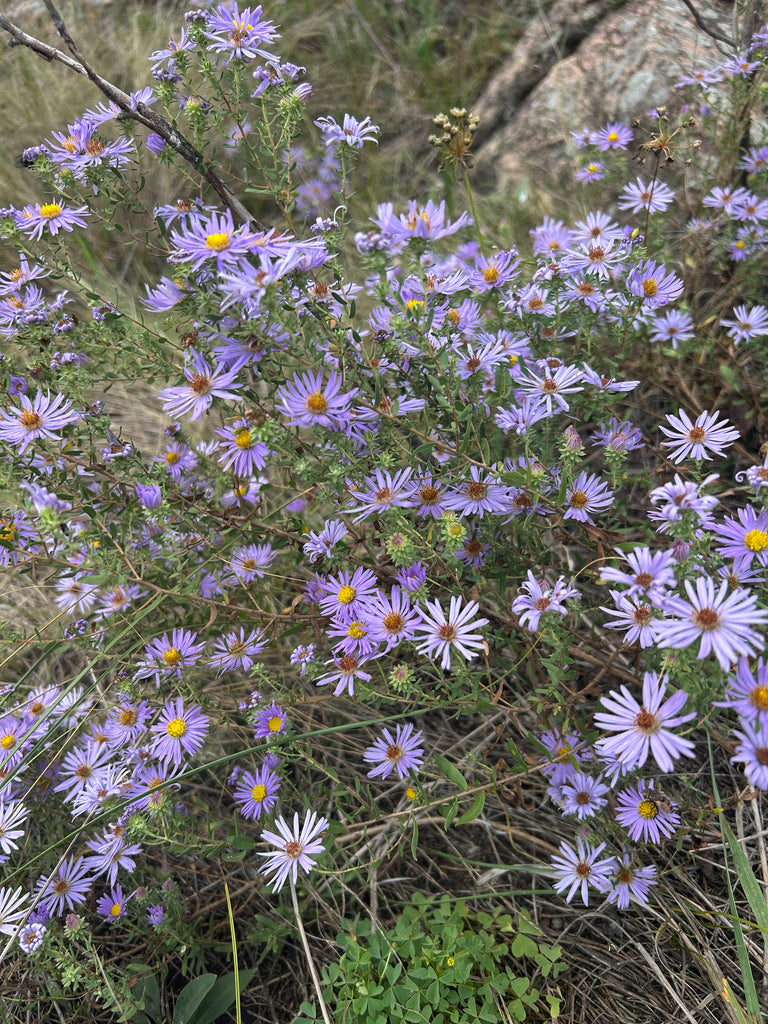 Aromatic aster | Symphyotrichum oblongifolium