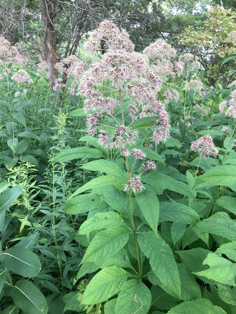 Sweet Joe-Pye weed | Eutrochium purureum