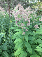 Sweet Joe-Pye weed | Eutrochium purureum