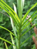 Palm Sedge | Carex muskingumensis
