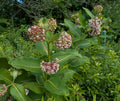 Common milkweed | Asclepias syriaca