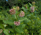 Common milkweed | Asclepias syriaca