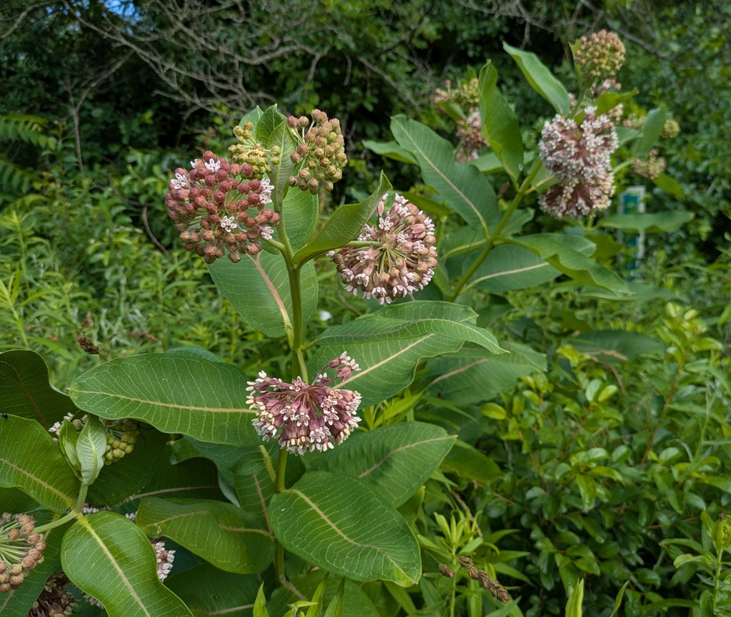 Common milkweed | Asclepias syriaca