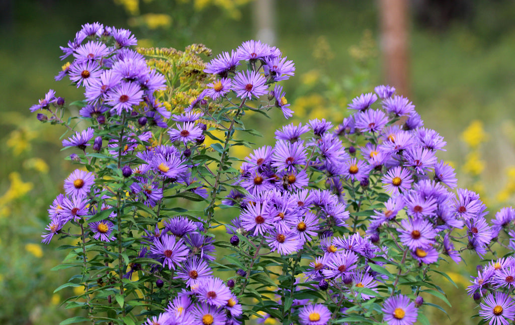 New England aster | Symphyotrichum novae-angliae