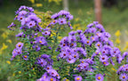 New England aster | Symphyotrichum novae-angliae