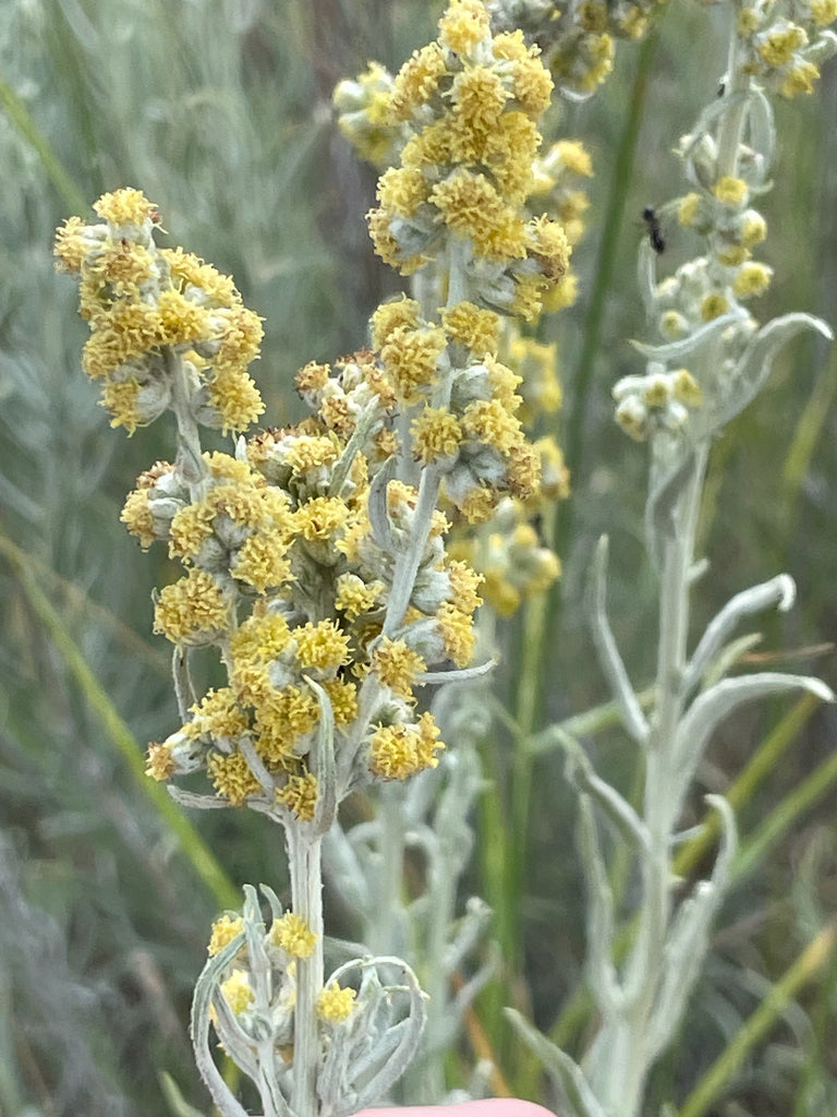 Prairie sage | Artemisia ludovicana