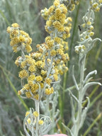 Prairie sage | Artemisia ludovicana