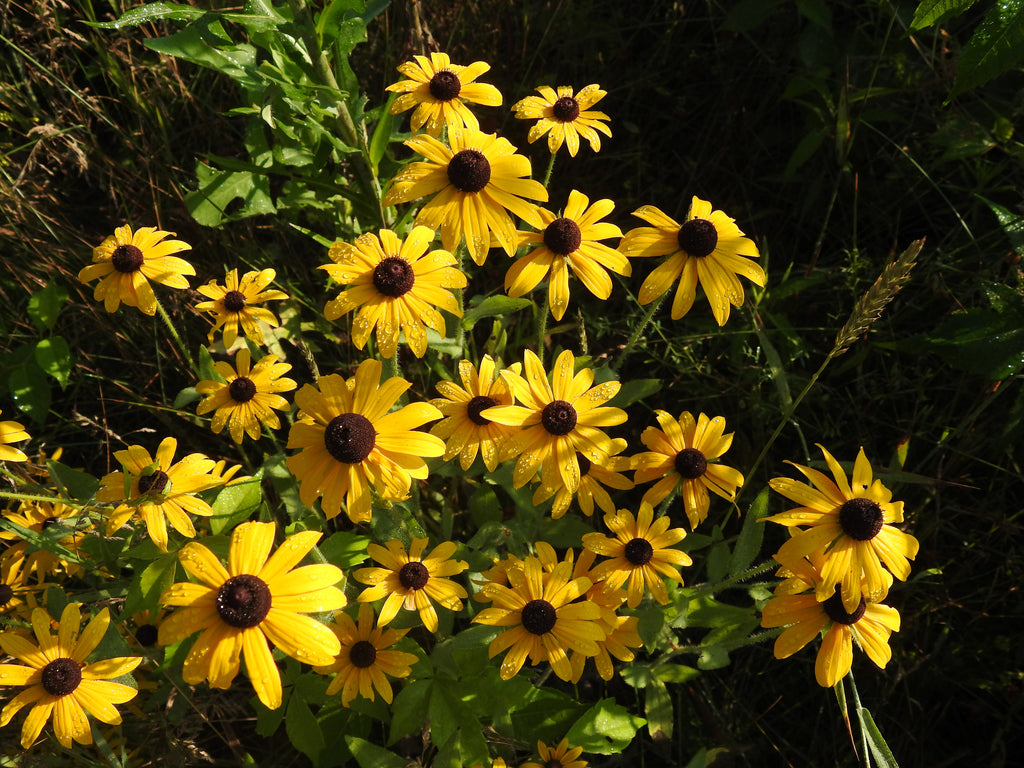 Black-eyed Susan | Rudbeckia hirta