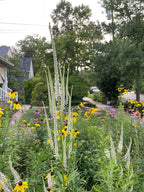 Culver's root | Veronicastrum virginicum