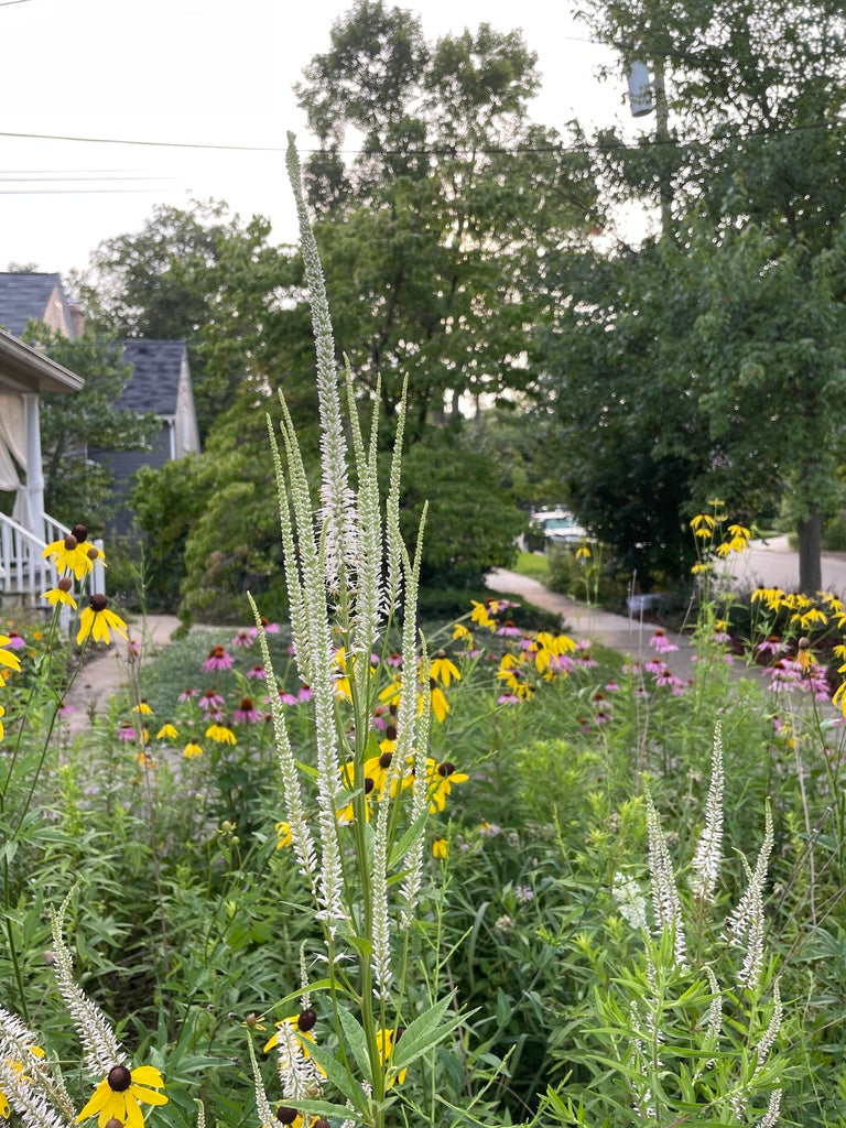 Culver's root | Veronicastrum virginicum