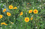 Lance-leaved coreopsis | Coreopsis lanceolata