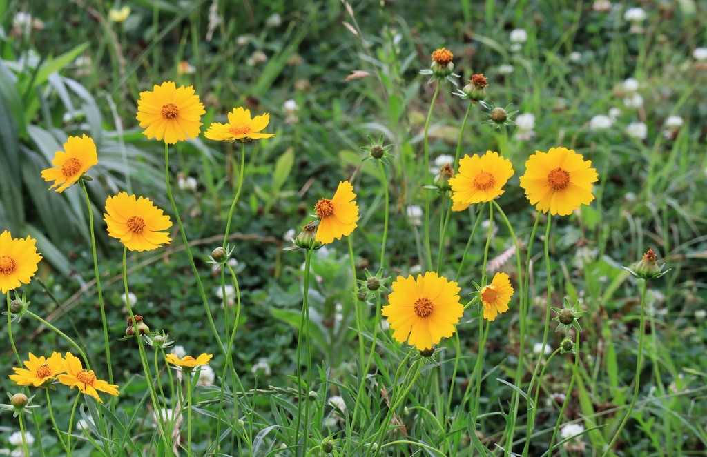 Lance-leaved coreopsis | Coreopsis lanceolata