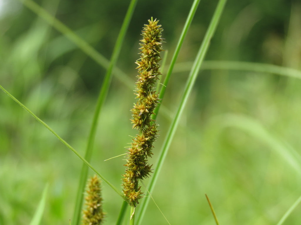 Brown fox sedge | Carex vulpinoidea