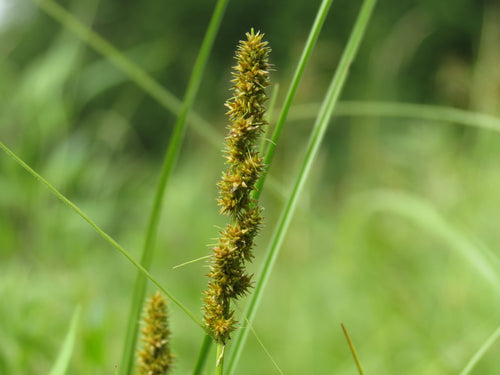 Brown fox sedge | Carex vulpinoidea