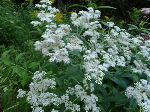 Common boneset | Eupatorium perfoliatum