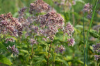 Sweet Joe-Pye weed | Eutrochium purureum