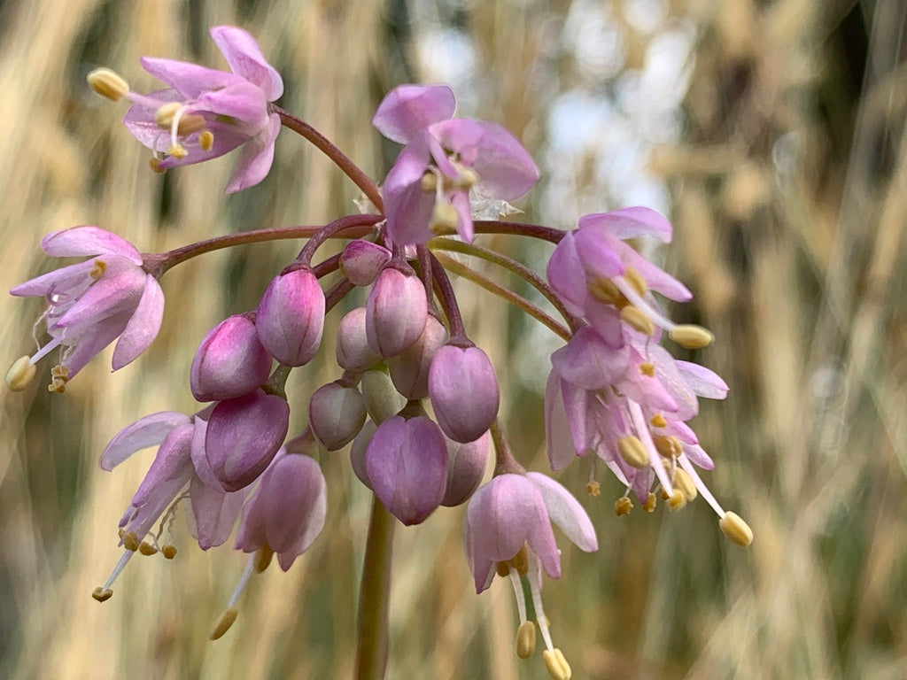 Nodding onion | Allium cernuum