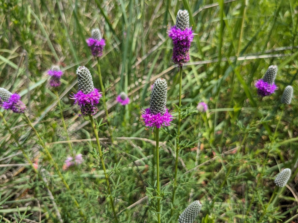 Purple prairie clover | Dalea purpurea