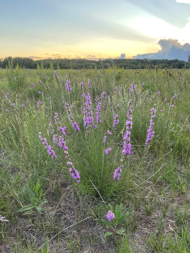 Dotted blazing star | Liatris punctata