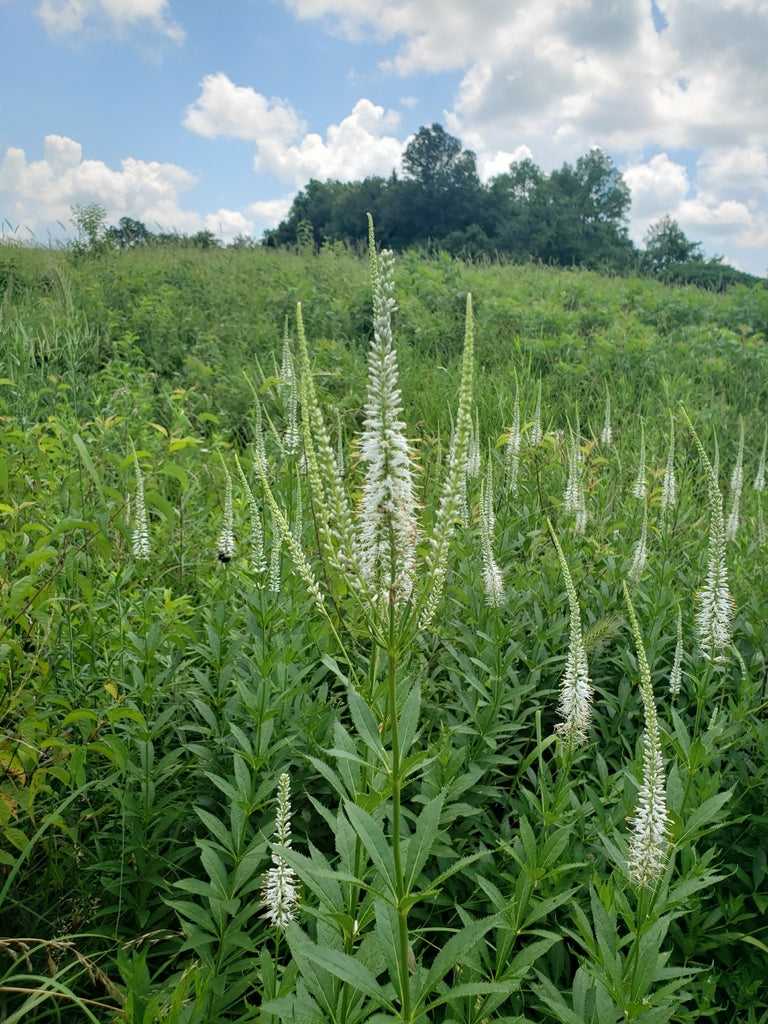 Culver's root | Veronicastrum virginicum