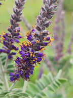 Leadplant | Amorpha canescens