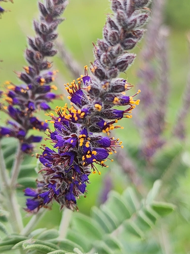 Leadplant | Amorpha canescens