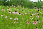 Pale purple coneflower | Echinacea pallida