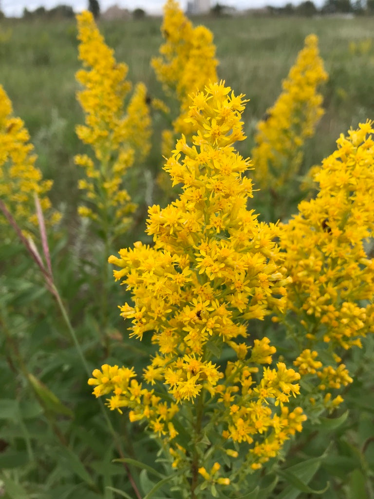 Showy goldenrod | Solidago speciosa