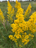 Showy goldenrod | Solidago speciosa