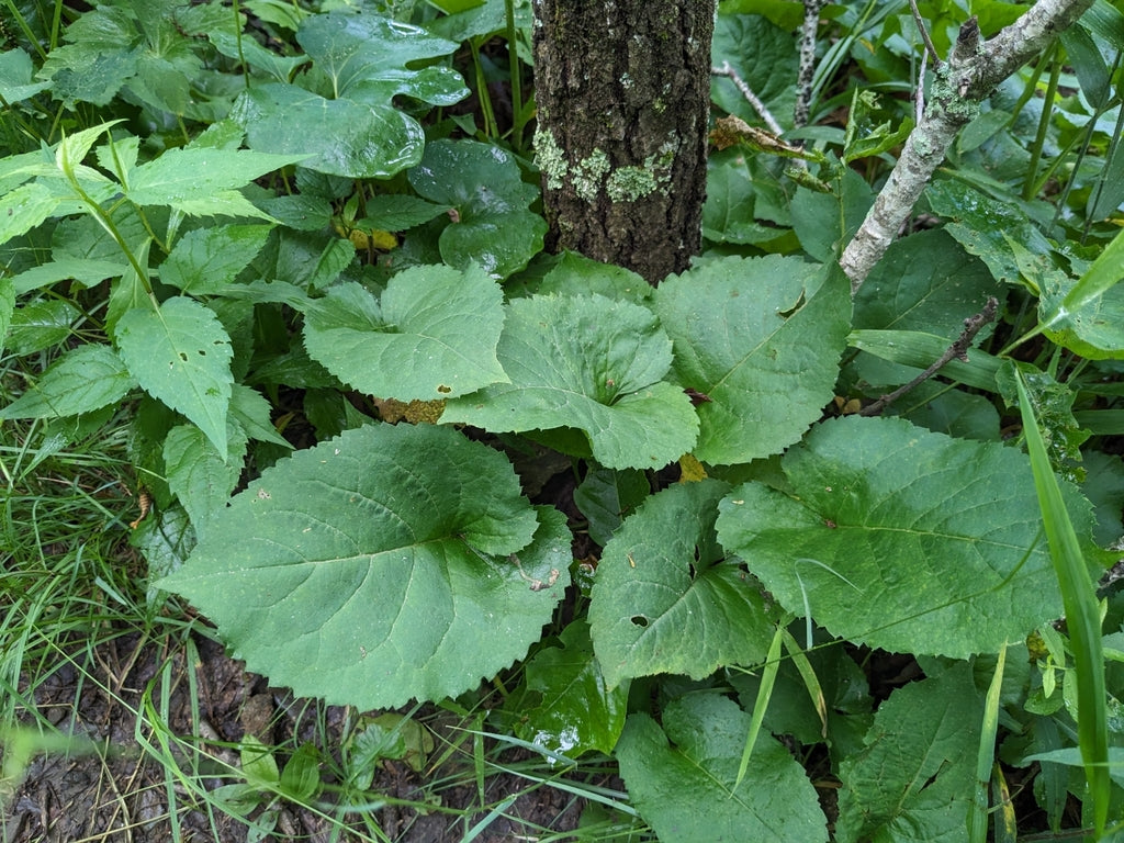 Large-leaved aster | Eurybia macrophylla