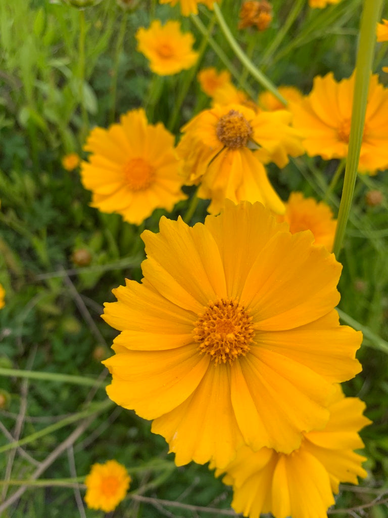 Lance-leaved coreopsis | Coreopsis lanceolata