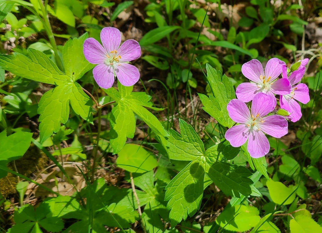 Wild geranium | Geranium maculatum