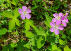 Wild geranium | Geranium maculatum
