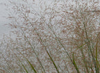 Switchgrass | Panicum virgatum