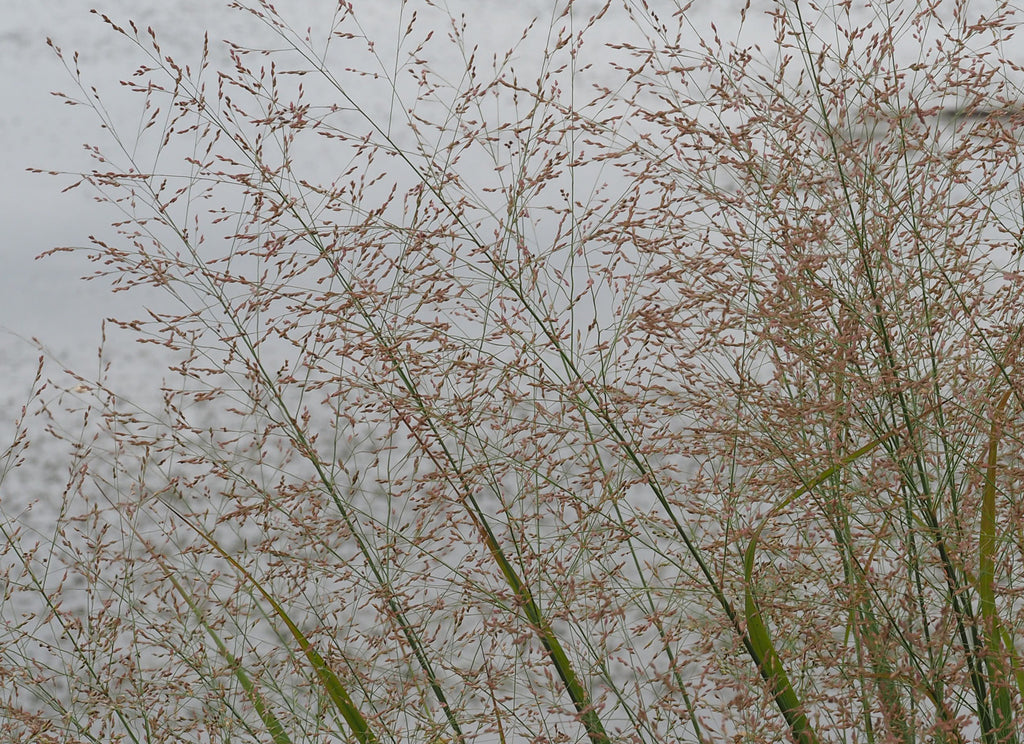 Switchgrass | Panicum virgatum